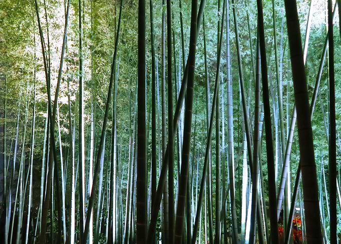 bamboo forest kyoto