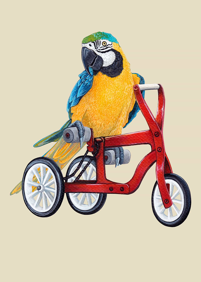 Macaw parrot on tricycle