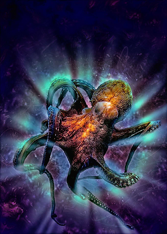 Squid