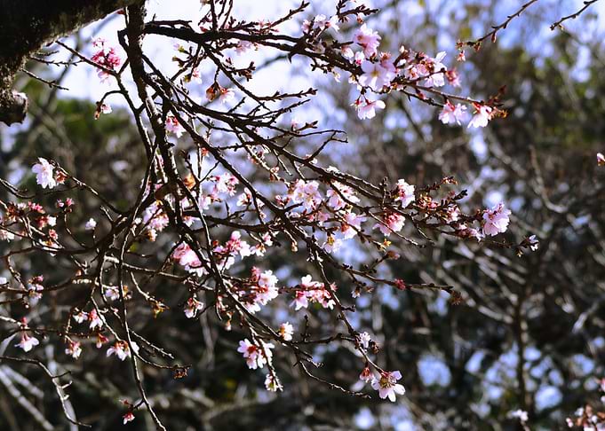 Ume flowers