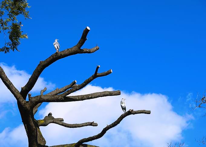 Heron tree 2