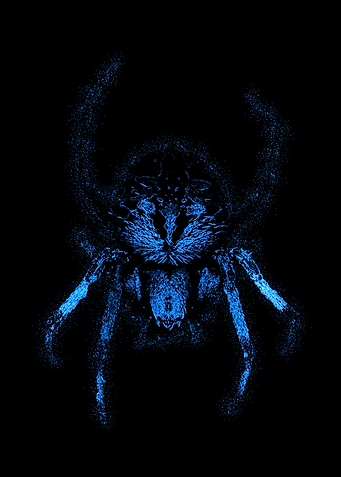 Spider