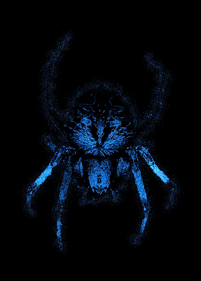 Spider