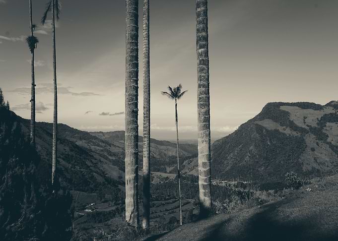 Valle de Cocora 2
