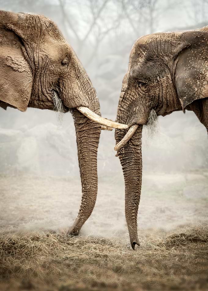 Elephants