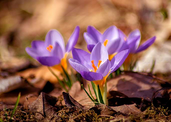 Blooming purple