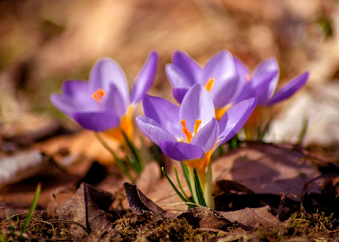 Blooming purple