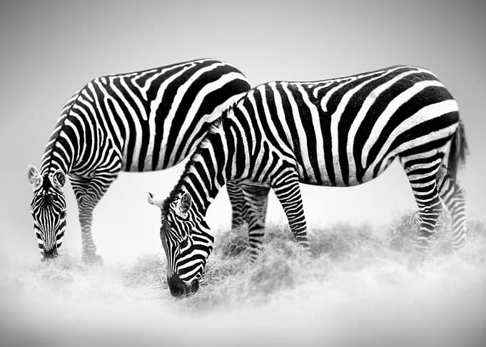 Zebras