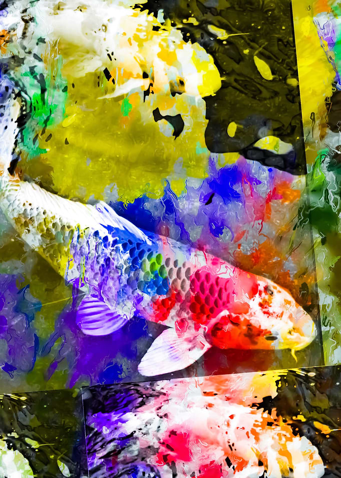 koi fish