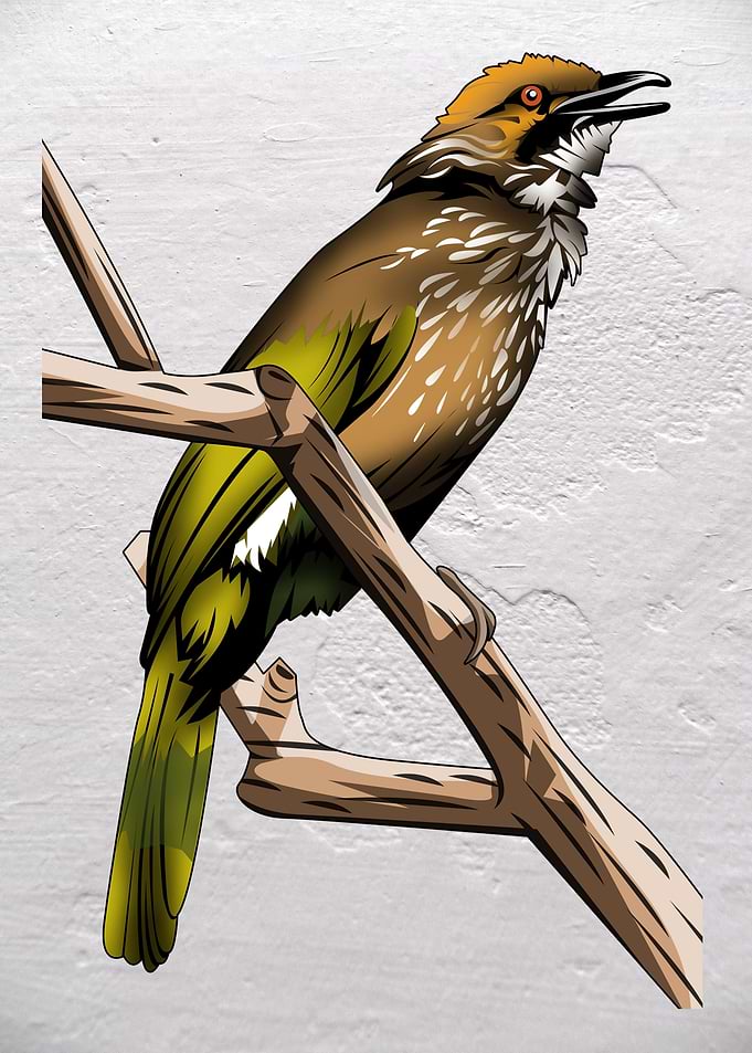 Vector Bird Cucak Rawa