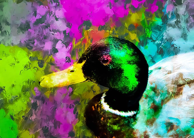 mallard duck