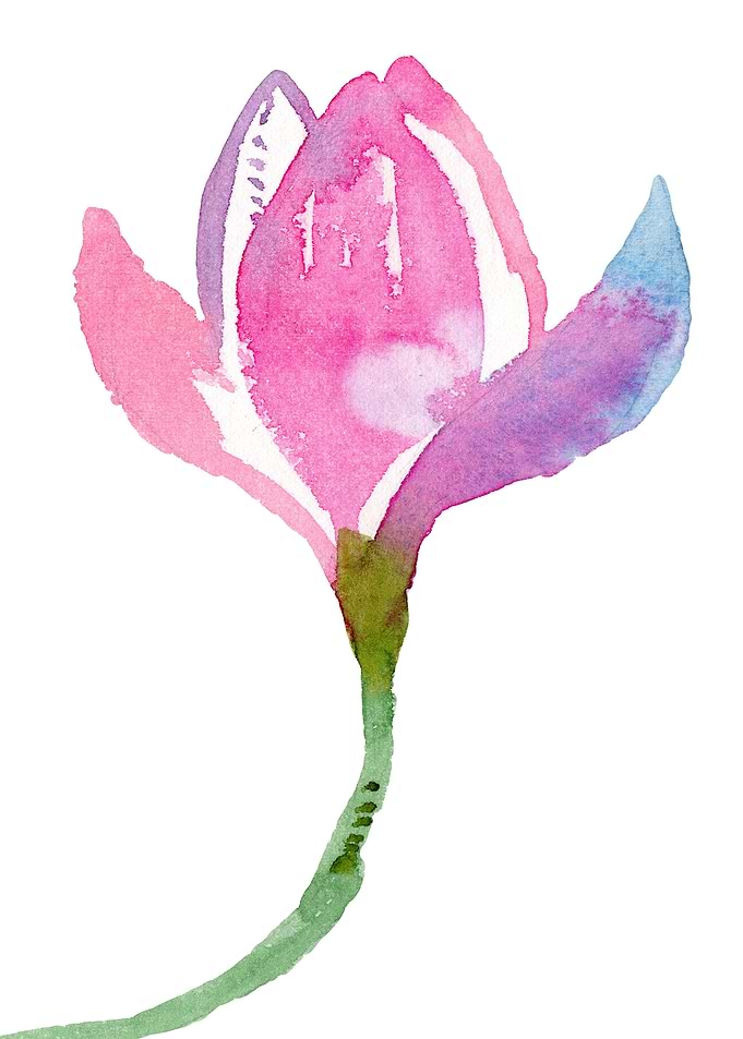 Magnolia watercolor flower
