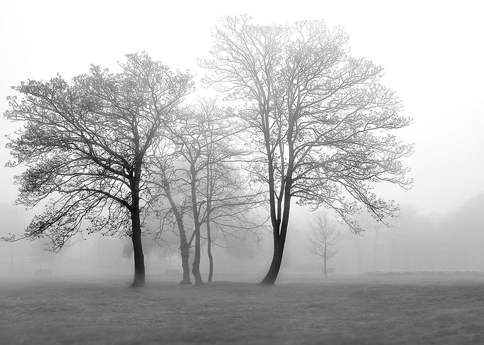 Foggy Trees