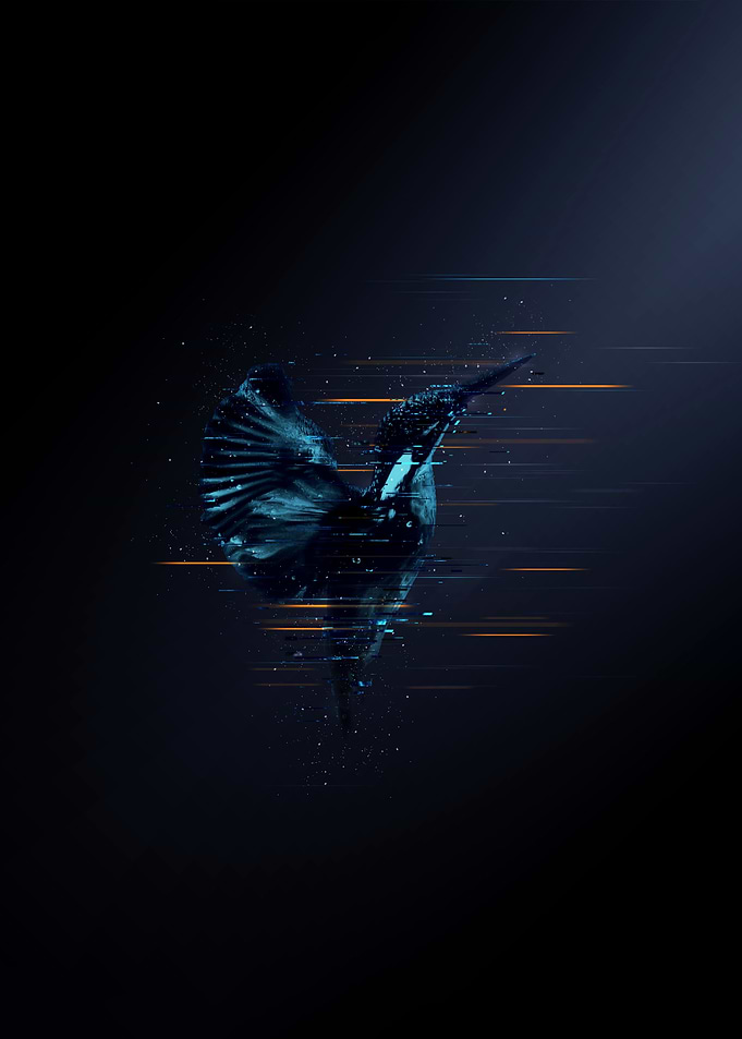 Kingfisher