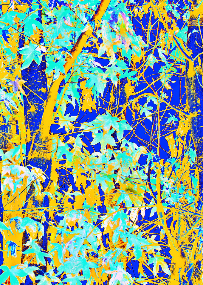 maple leaf in blue yellow