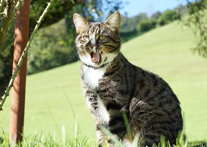 Happy Cat
