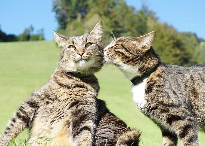 2 Cute Cats