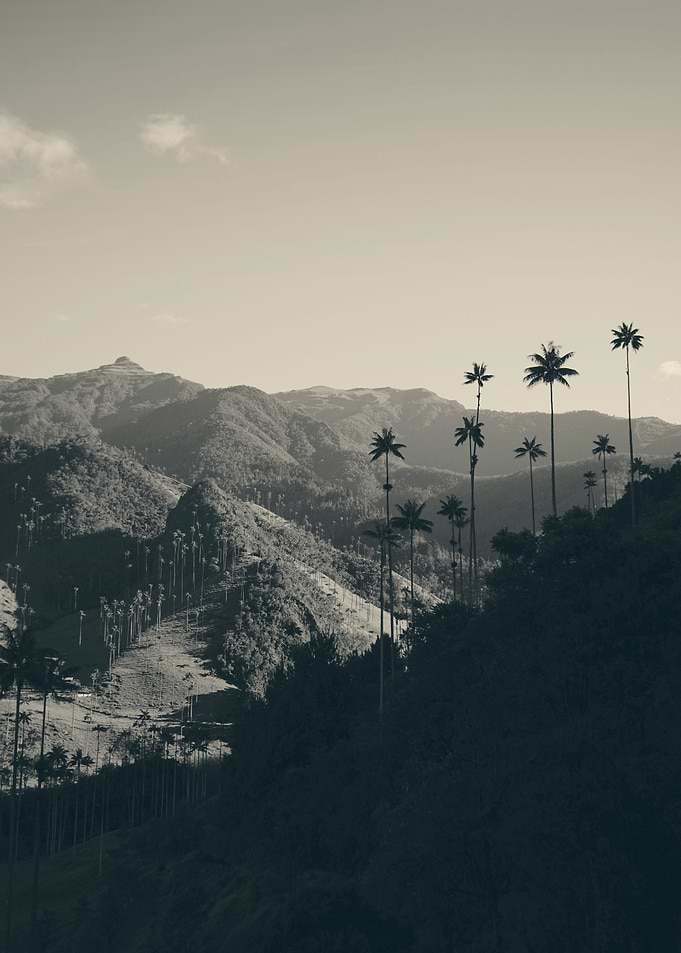 Valle de Cocora