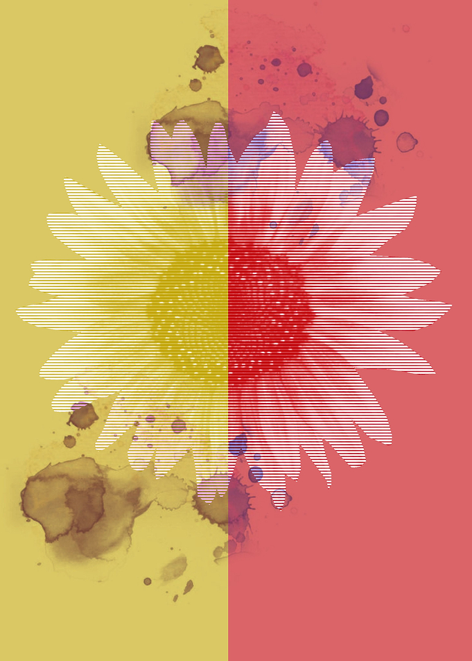 daisy flower