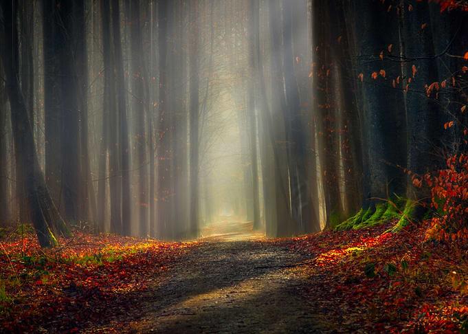 Forest Sunlight
