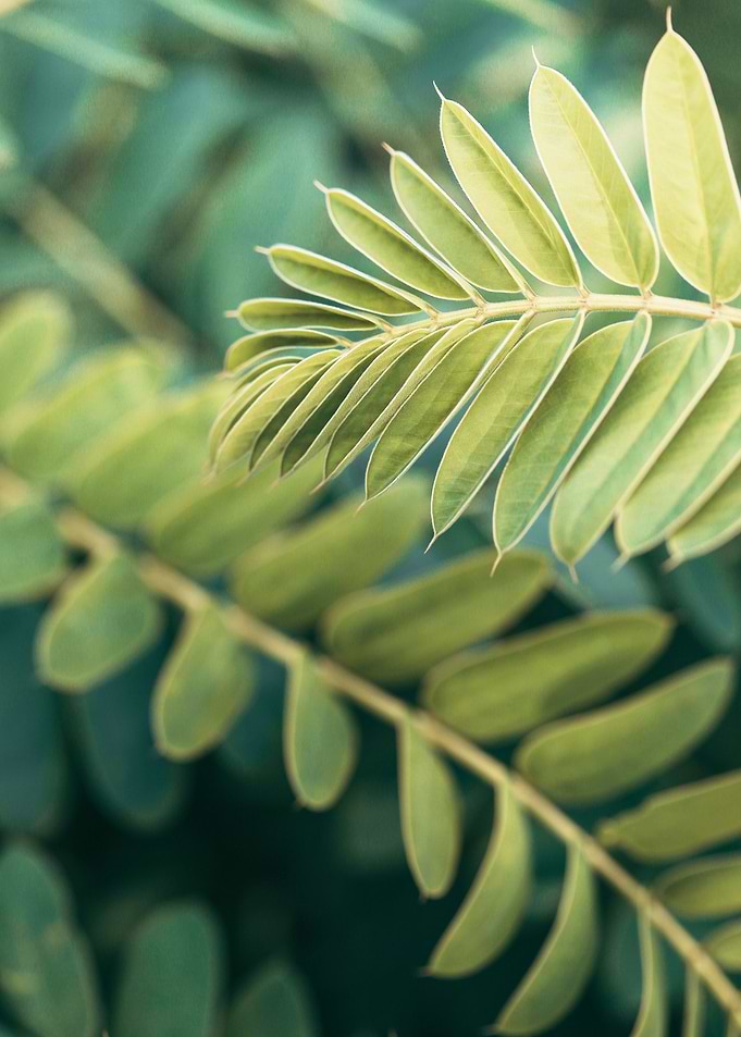 Leaves of Green 1