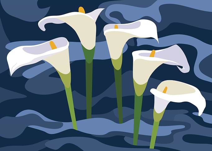 Gannets