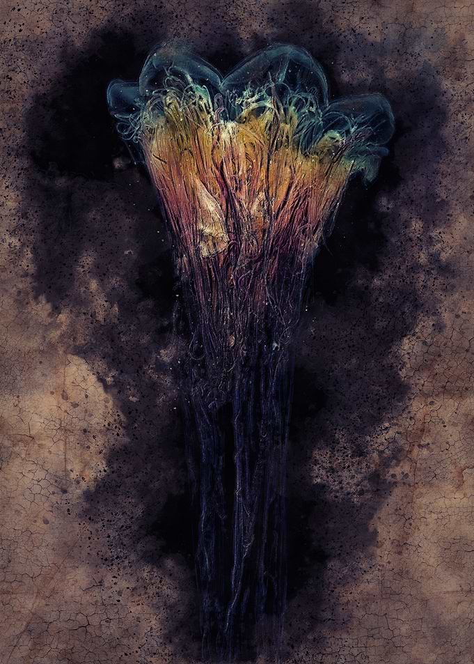 Medusas head