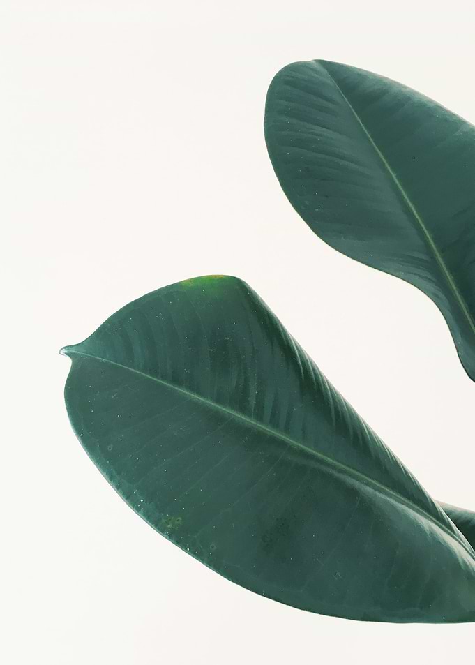 Rubber FIg Leaves I