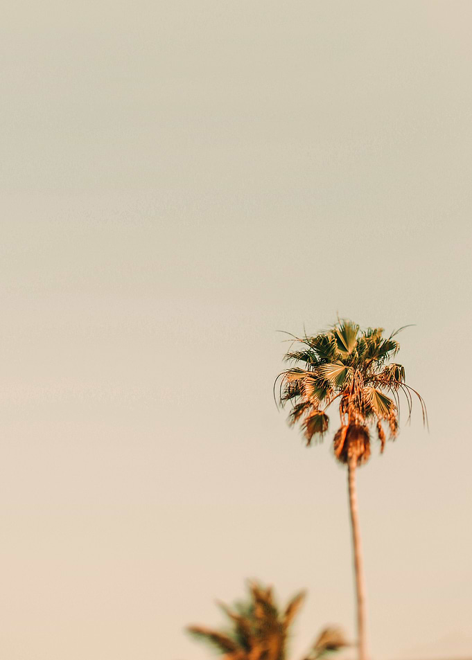 Modern Palm