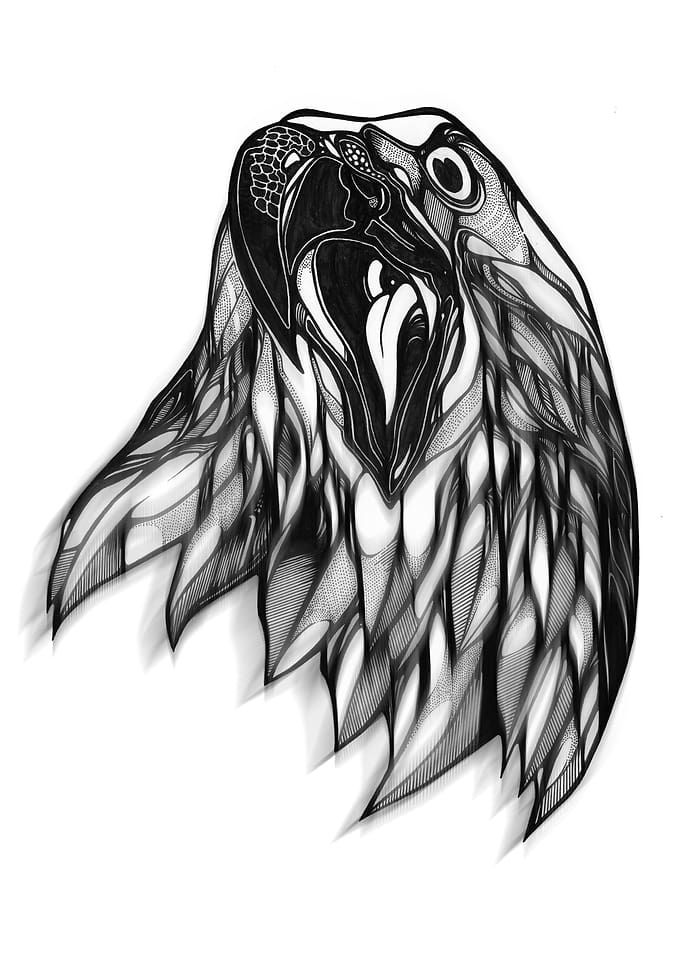 GOLDEN HAWK