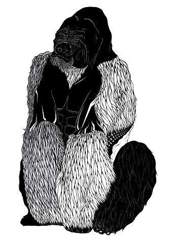 GORILLA