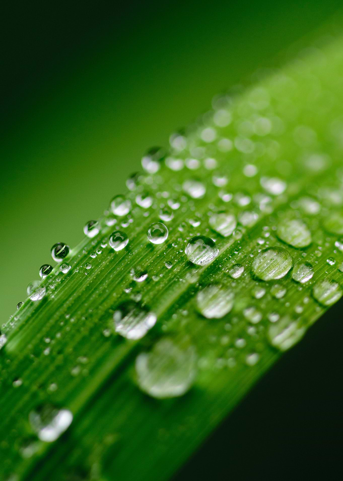 Water droplets on plant