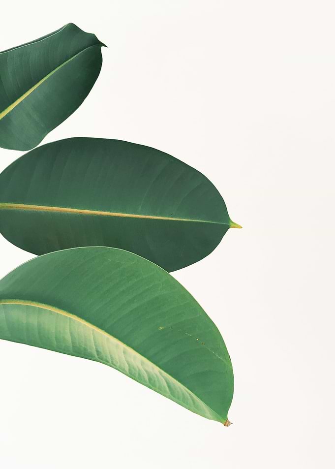 Rubber Fig Leaves II