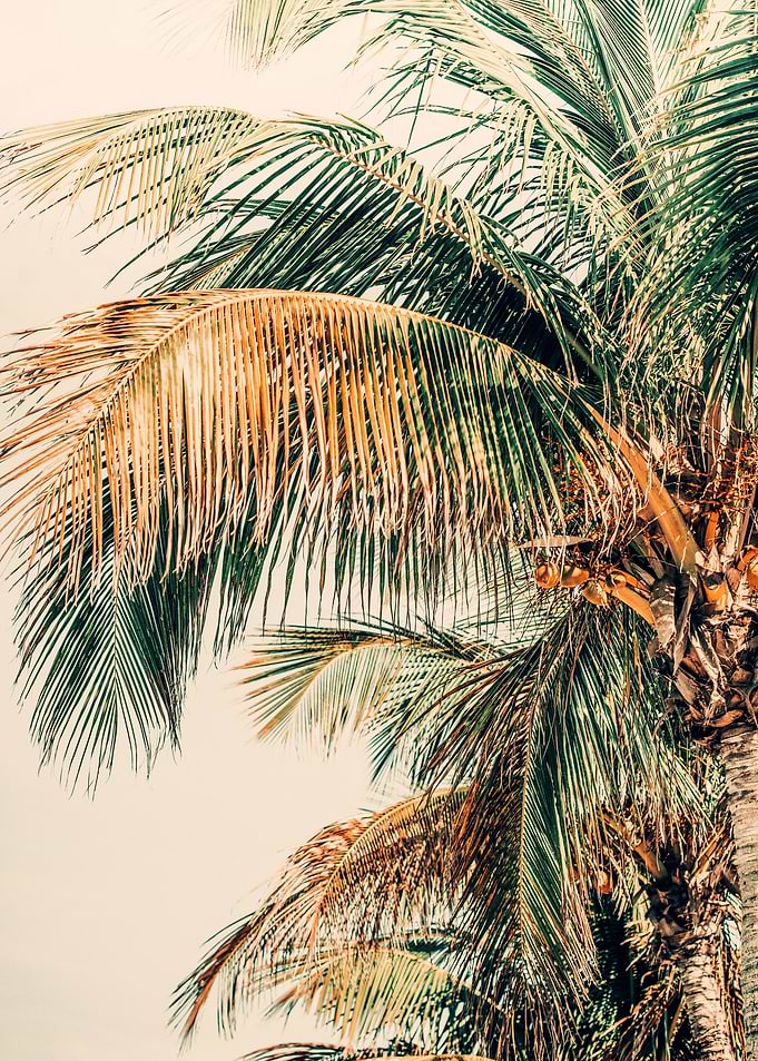 Tropic Summer