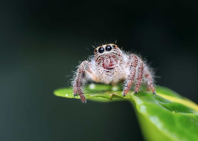 Spider Macro