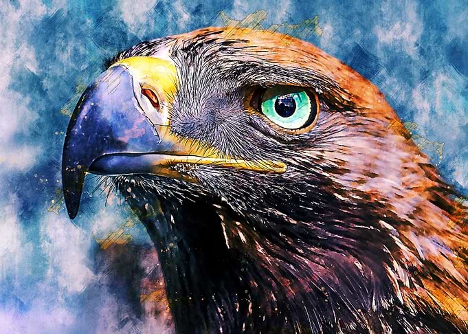 Eagles Eyes