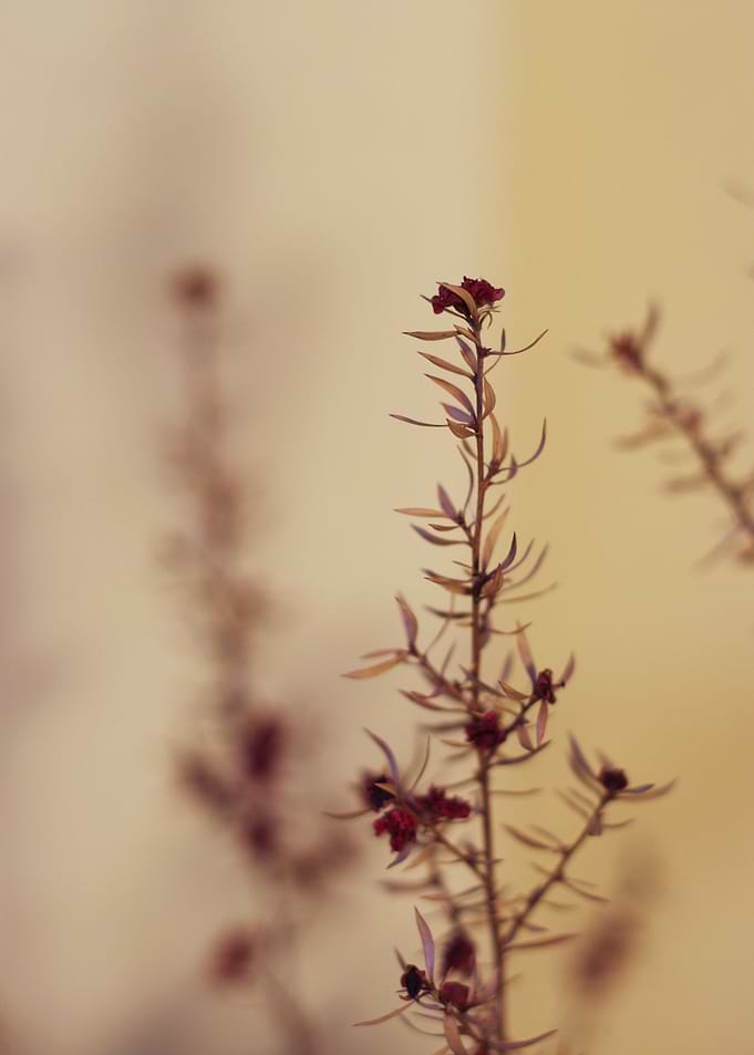 Colour of drought