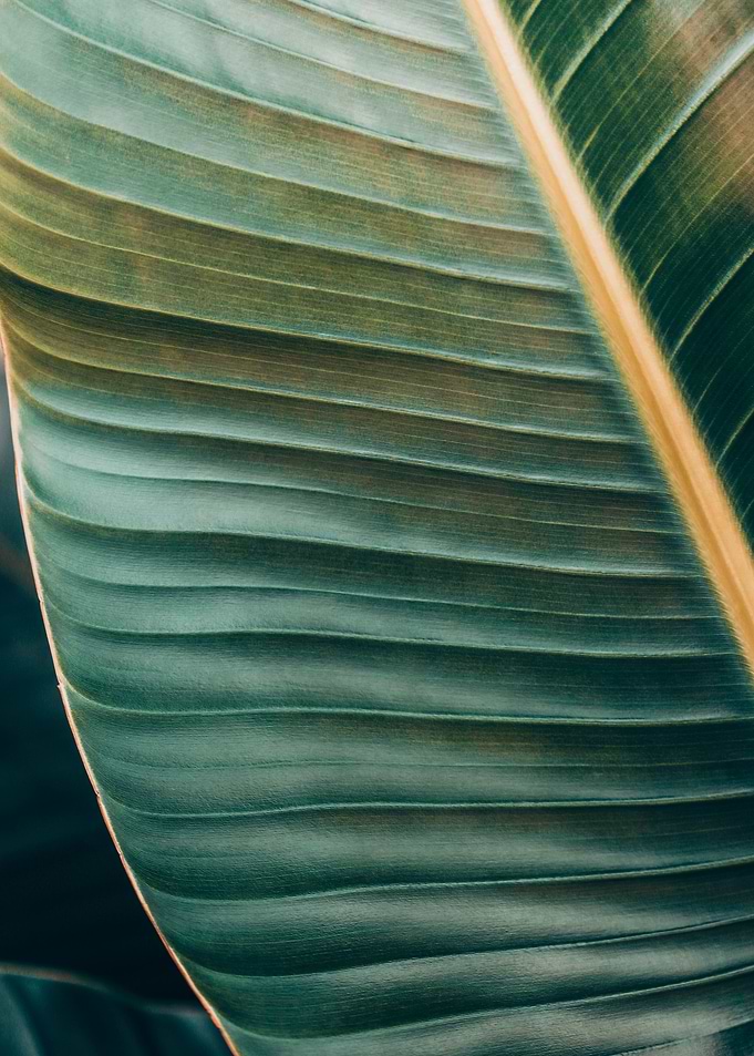 Palm Detail
