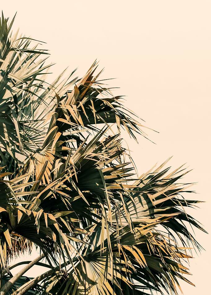 Palm Morning