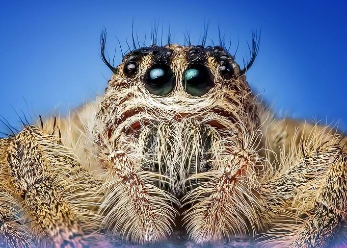Spider macro