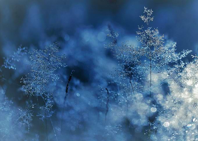 Frozen landscape