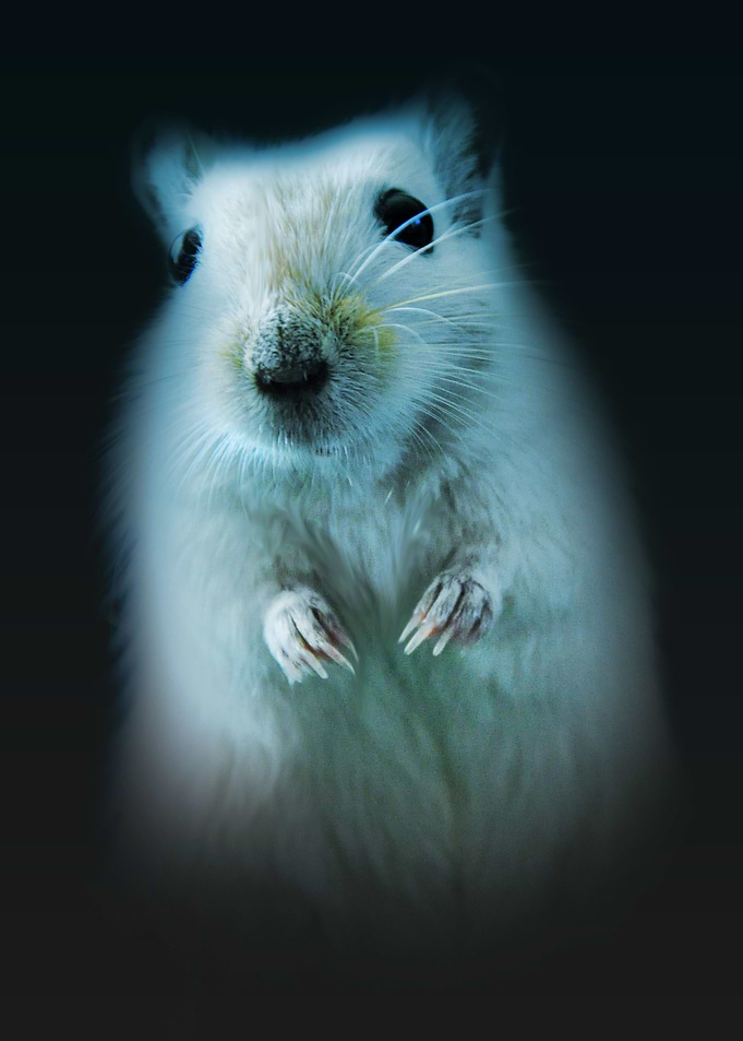 Cute mouse