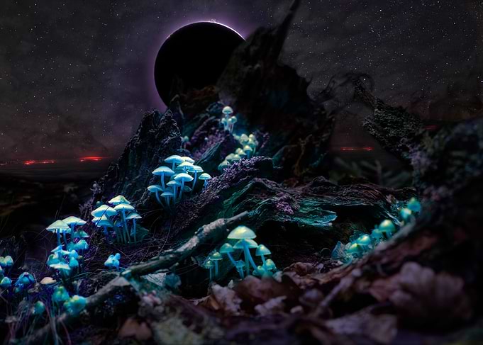 Mushroom Dreamscape