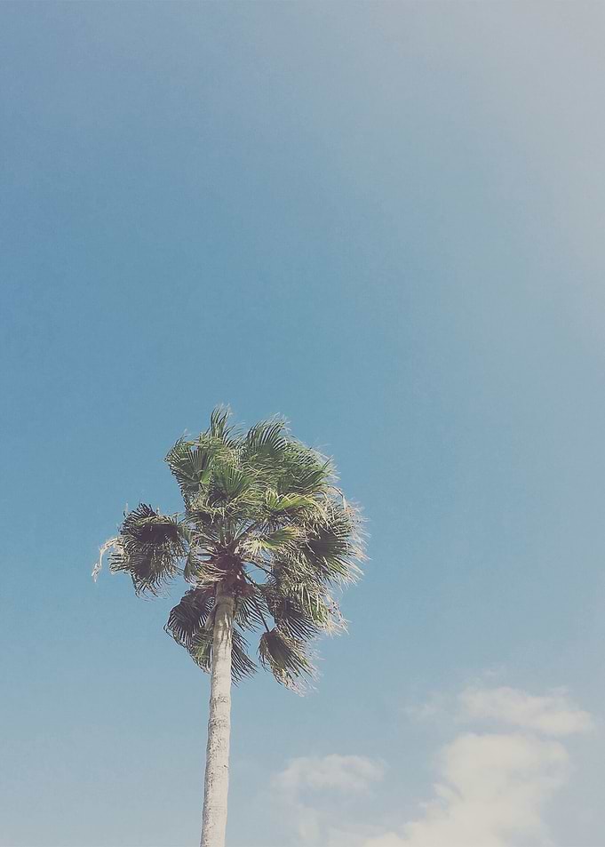 Lone Palm