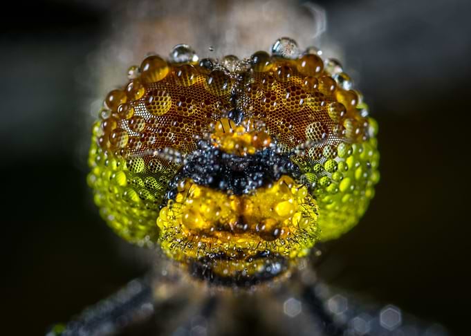 Eye macro