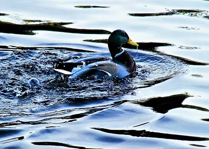 Splashing about
