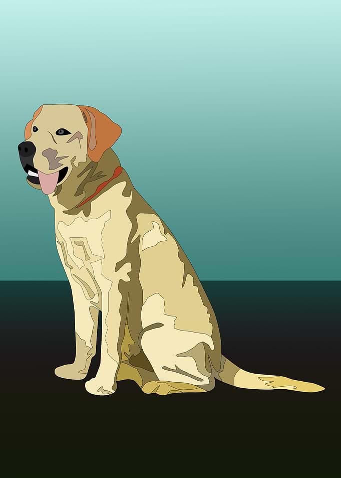Andy the labrador