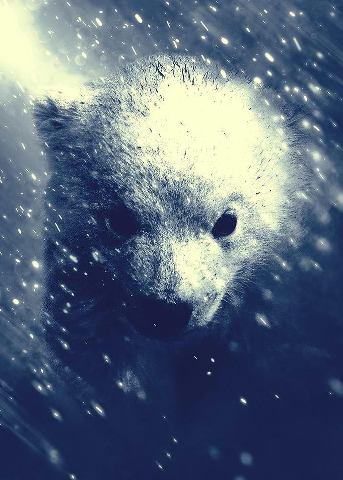 Little Bear 2