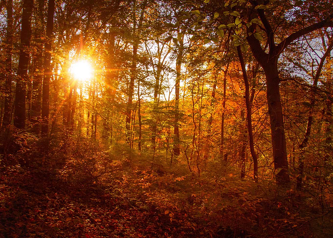 Autumn Sunset in the Trees