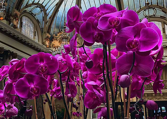 Purple Flowers
